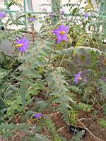 Solanum pyracanthos (fam Solanacees) (Madagascar) (ph Lyon, Parc de la tete d'or) (2) (Photo F. Mrugala)